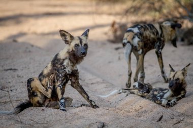 Afrika yaban köpeği kuma oturmuş.