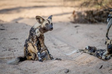 Afrika yaban köpeği kuma oturmuş.