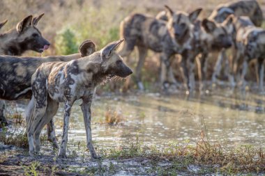 İçme Afrika vahşi köpek sürüsü.