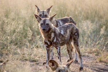 Afrika vahşi köpek çimenlerde ayakta.