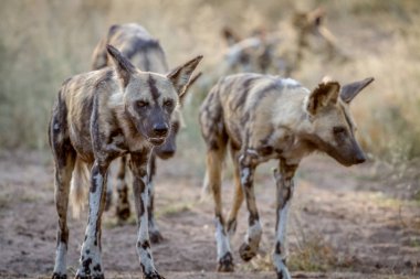 Afrika Vahşi köpekler kameranın doğru yürüyüş.