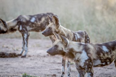 Kruger içinde oynadığı Afrika Vahşi köpekler.