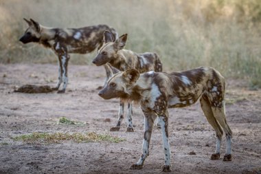 Kruger içinde oynadığı Afrika Vahşi köpekler.