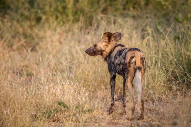 Afrika yaban köpeği arkadan yıldızı.