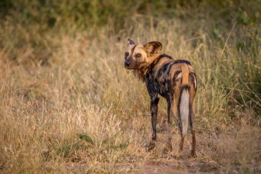 Afrika yaban köpeği geri arıyorsunuz.