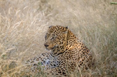 Çim döşeme büyük erkek leopar.