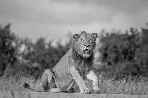 Leão macho sentado na estrada . — Fotografia de Stock