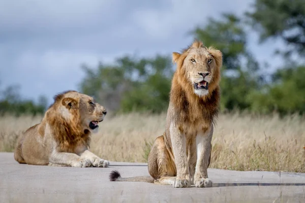 Δύο αδέλφια λιοντάρι στον δρόμο. — Φωτογραφία Αρχείου