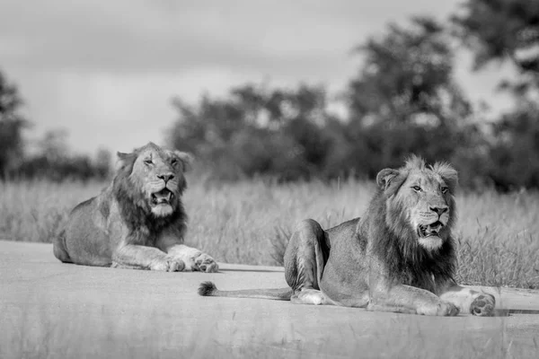 Dwóch braci lew na drodze. — Zdjęcie stockowe