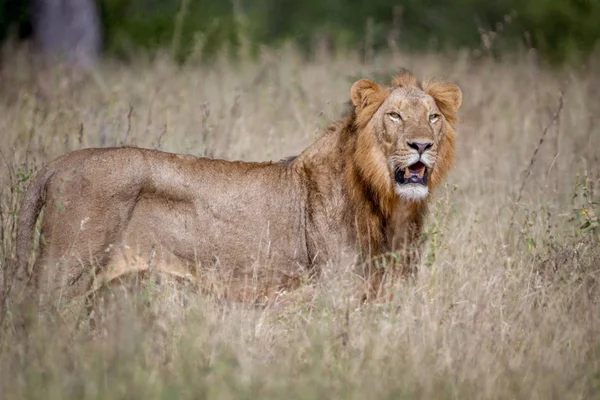 Lion mâle debout dans l'herbe haute . — Photo