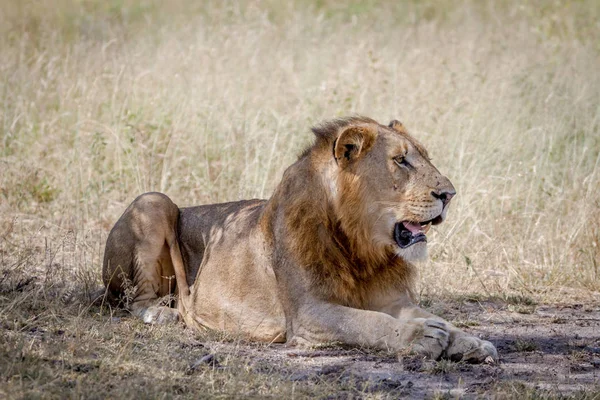 Αρσενικό λιοντάρι για τον καθορισμό στο γρασίδι. — Φωτογραφία Αρχείου
