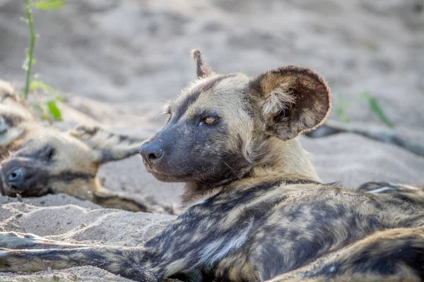 Africano salvaje perro tendido en la arena . — Foto de Stock