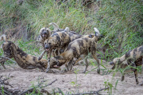 Kumpulan anjing liar Afrika bermain di pasir . — Stok Foto