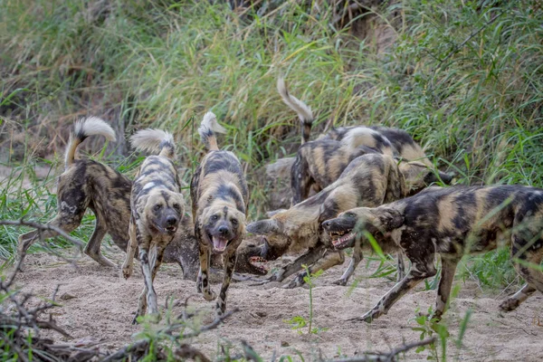 Kumpulan anjing liar Afrika bermain di pasir . — Stok Foto