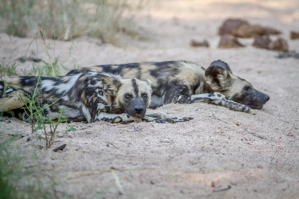 Afrikanischer Wildhund liegt im Sand. — Stockfoto