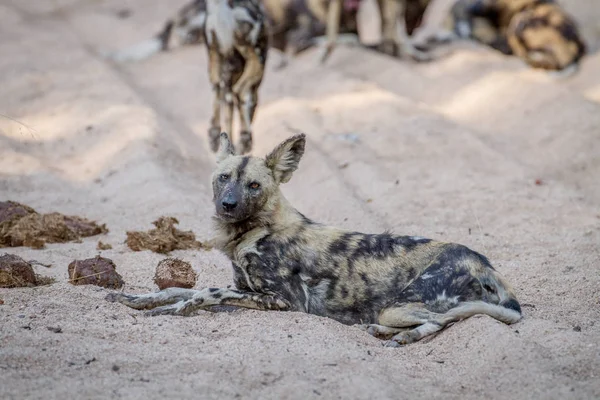 Африканських дикі собаки прокладки в пісок. — стокове фото