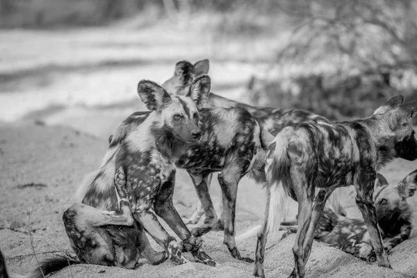 Rudel afrikanischer Wildhunde im Sand. — Stockfoto