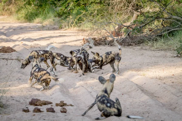 Pack of African wild dogs playing in the sand. — Stock Photo, Image