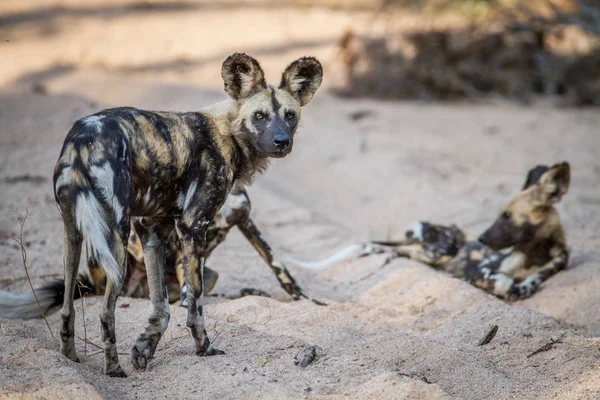 Pack of African wild dogs in the sand. — Stock Photo, Image