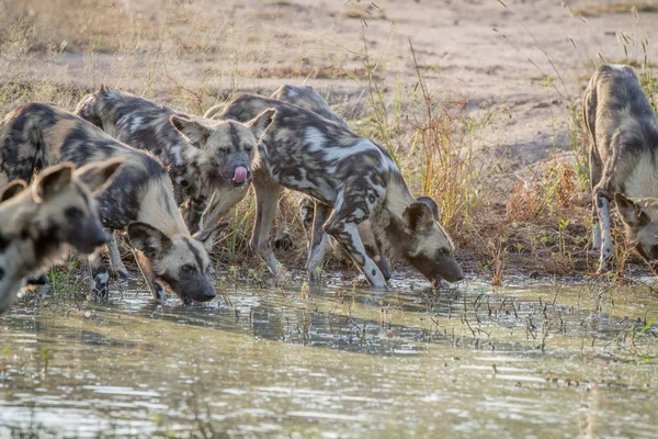 Pack de perros salvajes africanos bebiendo . — Foto de Stock