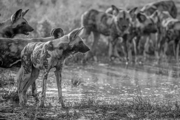 Rudel afrikanischer Wildhunde trinkt. — Stockfoto