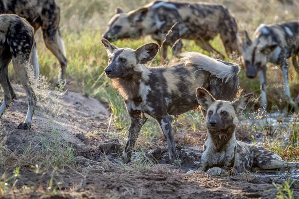 Pack de perros salvajes africanos en la hierba . — Foto de Stock