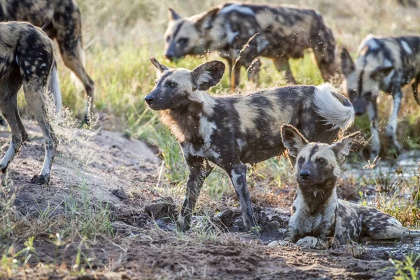 Pack de perros salvajes africanos en la hierba . — Foto de Stock