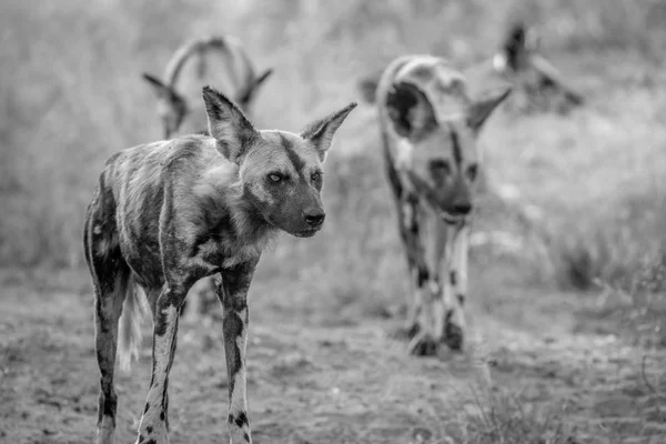 African wild dogs walking towards the camera.