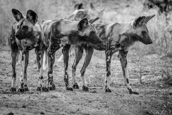 African wild dogs starring around.