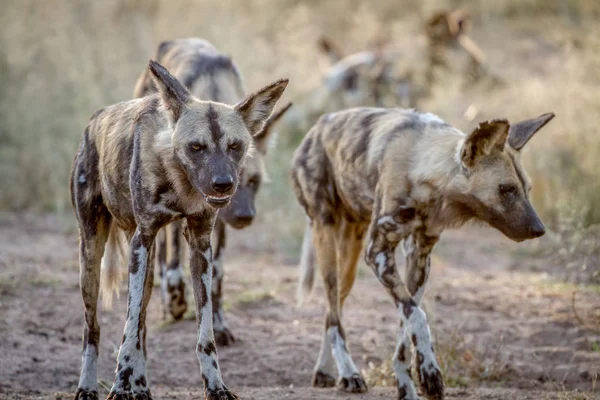 Africanos perros salvajes caminando hacia la cámara . — Foto de Stock