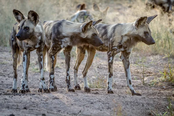 Perros salvajes africanos protagonizando alrededor . — Foto de Stock