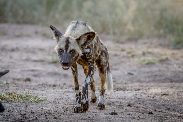 African wild dog walking towards the camera. — Stock Photo, Image