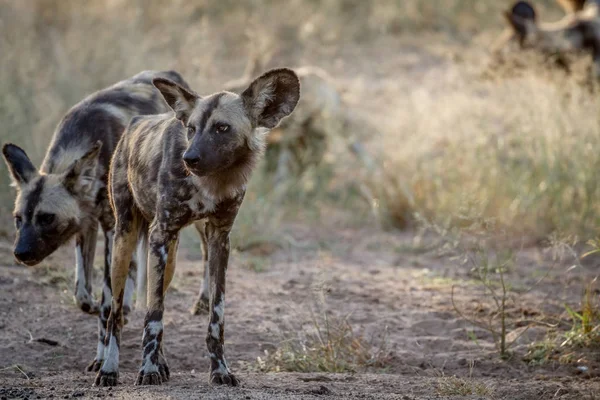 African wild dog standing on dirt. — Stock Photo, Image