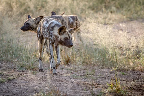 Perro salvaje africano mirando hacia abajo a algo . — Foto de Stock