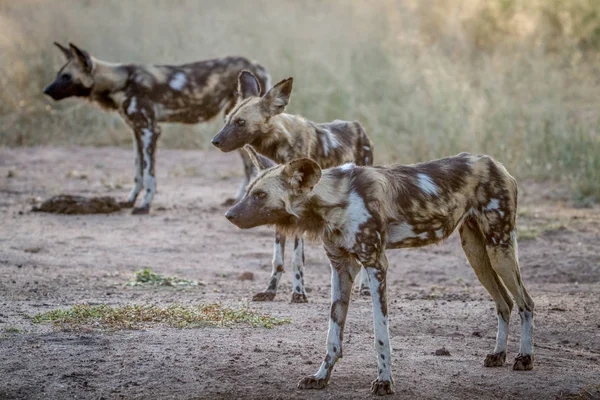 African wild dogs starring in Kruger. — Stock Photo, Image