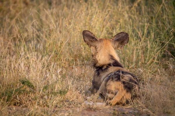Africký divoký pes hrát zezadu. — Stock fotografie