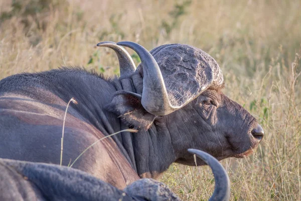 Side profile of an African buffalo.