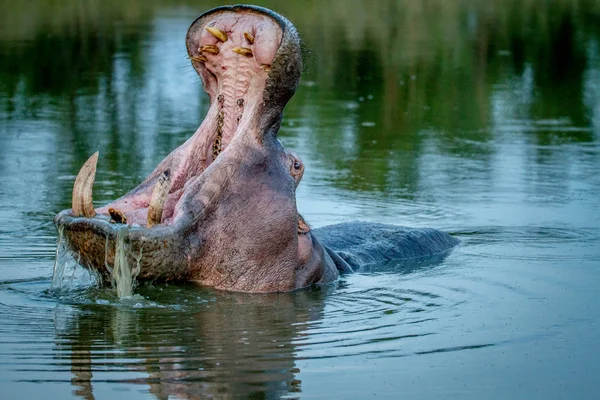 Hippo stående i den vatten gäspningar. — Stockfoto