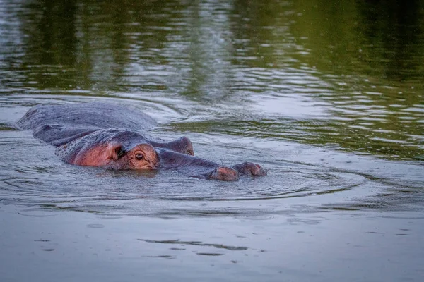 Hroší hlava vykukuje z vody. — Stock fotografie