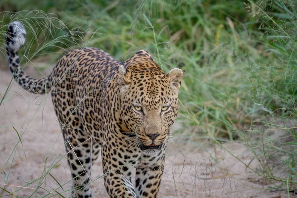 Leopardo che cammina nella sabbia a Kruger . — Foto Stock