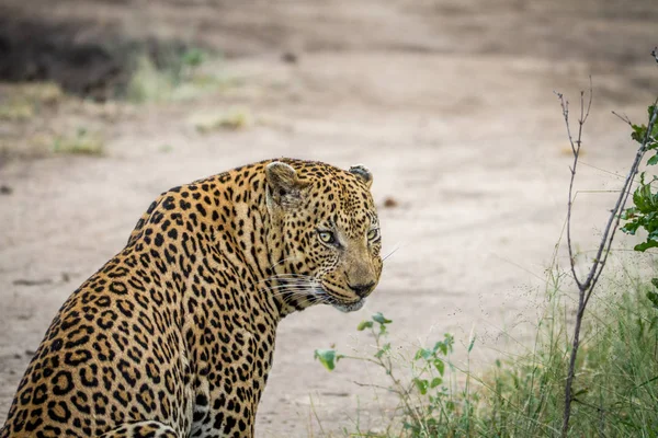 Perfil lateral de un leopardo macho grande . — Foto de Stock