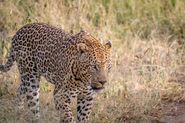 Großer männlicher Leopard läuft im Gras. — Stockfoto
