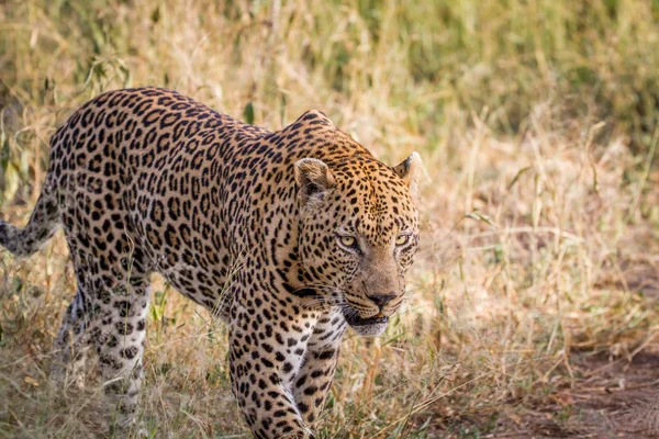 Großer männlicher Leopard läuft im Gras. — Stockfoto