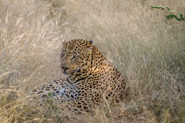 Grande leopardo masculino deitado na grama . — Fotografia de Stock