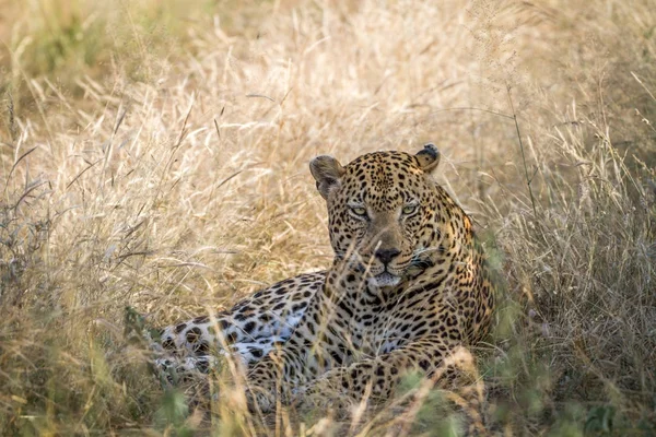 Stor manlig Leopard fastställande i gräset. — Stockfoto