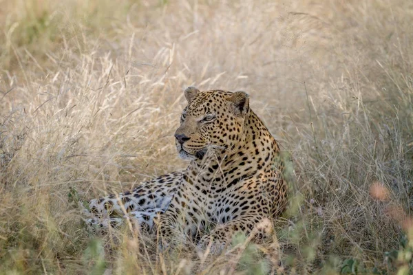 Großer männlicher Leopard legt sich ins Gras. — Stockfoto
