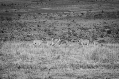 Otların arasında Elands sürüsü.