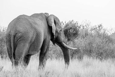 Büyük Fil boğası kameradan uzağa bakıyor..