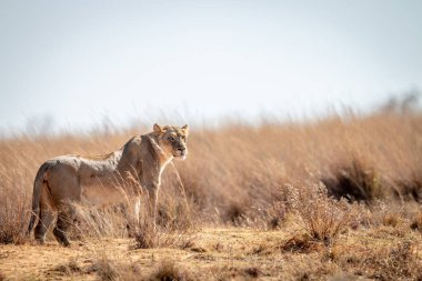 Dişi aslan çevreyi tarıyor..