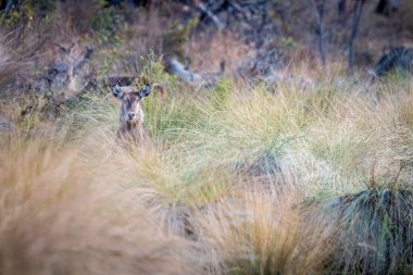 Çimlerin arkasından Waterbuck başrolde.
